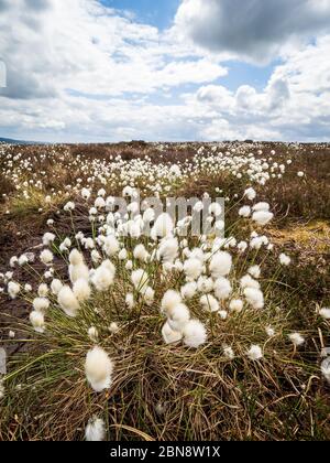 Le coton de queue de lièvre (Eriophorum vaginatum) sur une lande du Yorkshire Banque D'Images