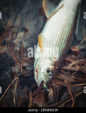 Le griset est pris pêche à la mouche sur une nymphe. Banque D'Images