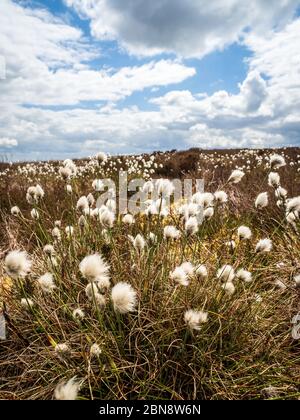 Le coton de queue de lièvre (Eriophorum vaginatum) sur une lande du Yorkshire Banque D'Images