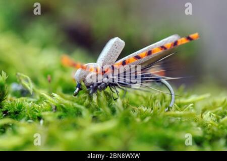 Mouche sèche pour la pêche à la mouche en gros plan. Banque D'Images