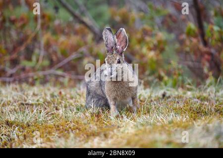 Lièvre d'Amérique (Lepus americanus) en manteau d'été, en feeeeeeeeeeeeding sur l'herbe courte à la lisière de la forêt, Cherry Hill, Nouvelle-Écosse, Canada Banque D'Images