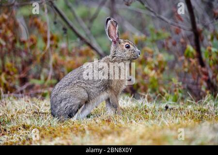 Lièvre d'Amérique (Lepus americanus) en manteau d'été, en feeeeeeeeeeeeding sur l'herbe courte à la lisière de la forêt, Cherry Hill, Nouvelle-Écosse, Canada Banque D'Images