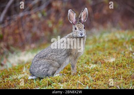 Lièvre d'Amérique (Lepus americanus) en manteau d'été, en feeeeeeeeeeeeding sur l'herbe courte à la lisière de la forêt, Cherry Hill, Nouvelle-Écosse, Canada Banque D'Images