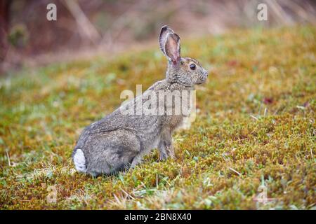 Lièvre d'Amérique (Lepus americanus) en manteau d'été, en feeeeeeeeeeeeding sur l'herbe courte à la lisière de la forêt, Cherry Hill, Nouvelle-Écosse, Canada Banque D'Images