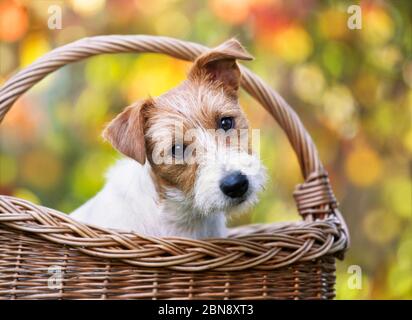 Joyeux mignon Jack russell chien chien chien de compagnie qui cherche dans un panier Banque D'Images