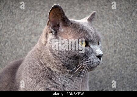 Le chat de shorthair britannique race Chartreux regardant dans la macro de distance Banque D'Images