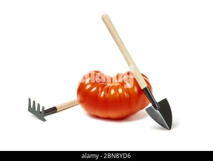 grande tomate réelle à côté des outils de jardin de jouets isolés sur fond blanc Banque D'Images