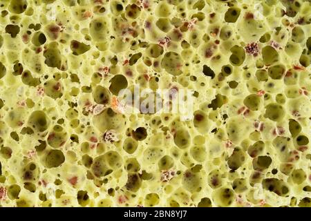Texture éponge en bambou naturel écologique. Fond vert poreux. Éponge de lavage pour femme soins du corps. Objet d'hygiène personnelle. Concept zéro déchet. Banque D'Images