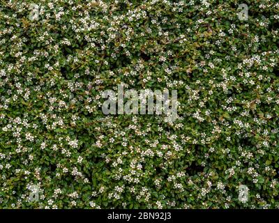 Cotoneaster horizontalis, arbuste de jardin, plante en fleur. Magnifique couverture mais non envahissante. Banque D'Images