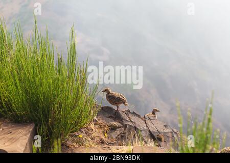 Le perdrix Alectoris Graeca oiseaux oiseau d'une famille de faisans avec des poussins sur un sentier de randonnée dans les montagnes de Madère. Banque D'Images