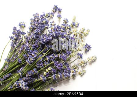 Gros plan d'un bouquet de bouquets de fleurs de lavande fraîches et séchées sur fond de bois blanc. Plante aromatique utilisée pour le médicament homéopathique rémed Banque D'Images