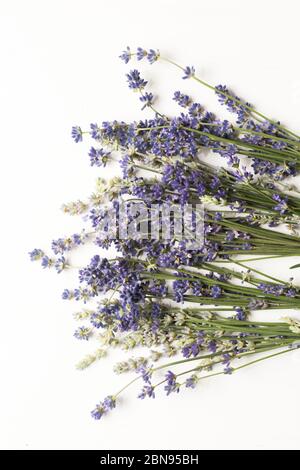 Gros plan d'un bouquet de bouquets de fleurs de lavande fraîches et séchées sur fond de bois blanc. Plante aromatique utilisée pour le médicament homéopathique rémed Banque D'Images