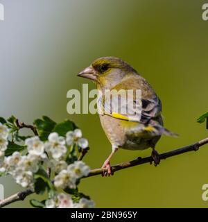 Un mâle Verdier (Carduelis chloris) au Royaume-Uni Banque D'Images