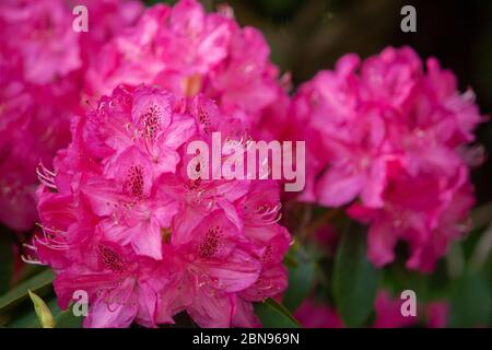 Les fleurs de Rhododendron sont proches de la lumière du soleil. Arrière-plan des fleurs. Banque D'Images