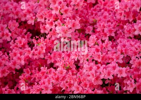 Les fleurs de Rhododendron sont proches de la lumière du soleil. Arrière-plan des fleurs. Banque D'Images