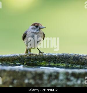 Une Blackcap, Sylvia atricapilla, femelle célibataire dans un jardin britannique Banque D'Images