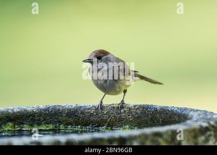 Une Blackcap, Sylvia atricapilla, femelle célibataire dans un jardin britannique Banque D'Images