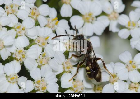 Nomad Bee, Nomada sp., fourrageant sur Yarrow, Achillea millefolium Banque D'Images