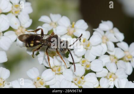 Nomad Bee, Nomada sp., fourrageant sur Yarrow, Achillea millefolium Banque D'Images