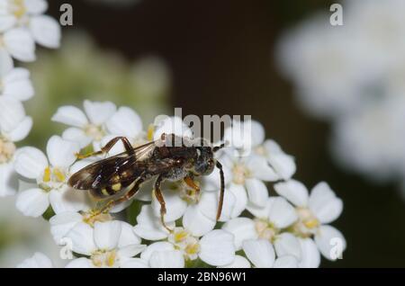 Nomad Bee, Nomada sp., fourrageant sur Yarrow, Achillea millefolium Banque D'Images