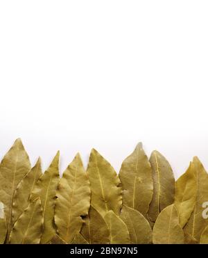 Laurier de la baie, Laurier doux ou Laurier grec. Une douzaine de feuilles de Laurier ou si arrangées sur fond blanc. Banque D'Images