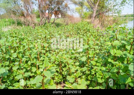 Reynoutria japonica, un noued asiatique ou japonais Banque D'Images