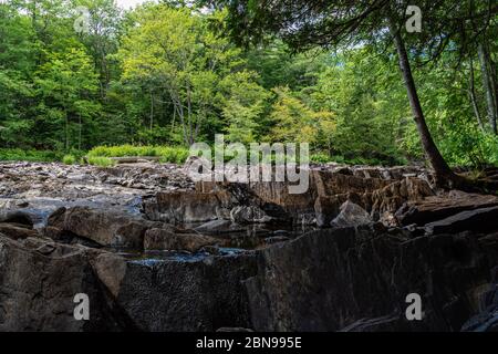 Forêt et lit de rivière Banque D'Images