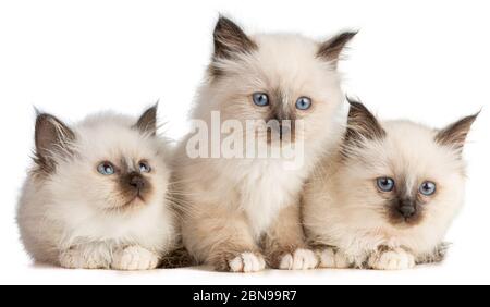 Trois chatons sacrés de Birmanie sur fond blanc Banque D'Images