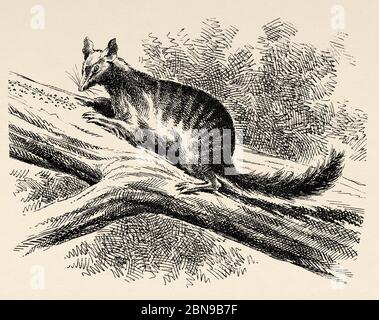 L'espèce numbat (Myrmecobius fasciatus) de dasiuromorphic marsupial de la famille des Myrmecobiidae. Dans certaines régions reculées du sud-ouest de l'Australie. Ancienne illustration d'animal gravée du XIXe siècle Banque D'Images