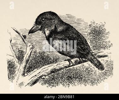 Le buco chacurú (Nystalus chacuru), le chacurú rayé, le chacurú à face noire ou le chacurú à face blanche, est une espèce d'oiseau galbuliforme appartenant au genre Nystalus qui fait partie de la famille des Bucconidae. Vivre en Amérique du Sud. Ancienne illustration d'animal gravée du XIXe siècle Banque D'Images