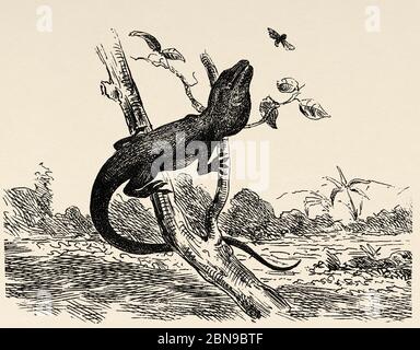 L'anole verte (Anolis carolinensis), également connue sous le nom de caméléon nord-américain ou de fausse caméléon, est une espèce d'anoles lizard appartenant à la famille des Polychromtidae. Ancienne illustration d'animal gravée du XIXe siècle Banque D'Images