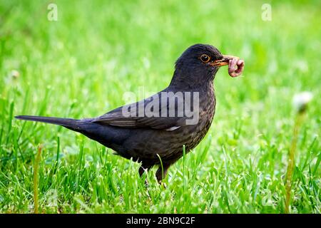 blackbird commun avec des vers dans son bec (Turdus merula) Banque D'Images