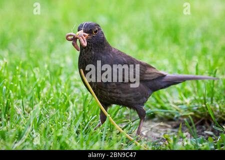 blackbird commun avec des vers dans son bec (Turdus merula) Banque D'Images