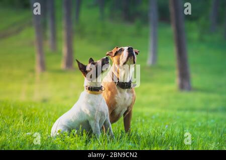 Deux chiens amusants dans un pré vert sont en place. Chiens formés et amicaux comme meilleurs amis au parc ou à la randonnée Banque D'Images