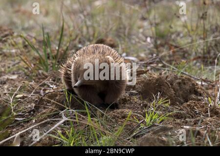 Rare echidna, un mammifère pontifié d'œufs, sur un terrain fraîchement creusé en Tasmanie, en Australie; Banque D'Images