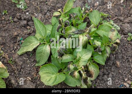 Pommes de terre vues sur l'allotissement avec des dommages de gel aux feuilles dans le nord de Londres, en mai. Banque D'Images