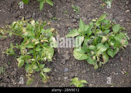 Pommes de terre vues sur l'allotissement avec des dommages de gel aux feuilles dans le nord de Londres, en mai. Banque D'Images