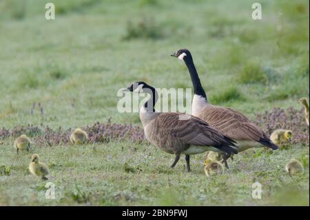 La Mere L Oie Avec Ses Bebes Au Cote De L Eau Photo Stock Alamy