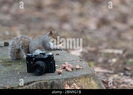 Un écureuil gris mange une arachide près d'un vieil appareil photo reposant sur un tronc d'arbre Banque D'Images