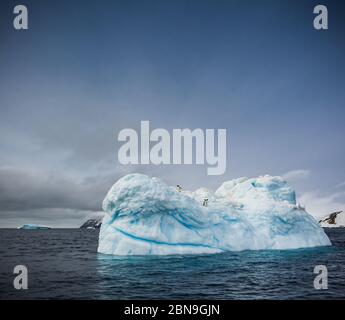 Les pingouins d'Adelie s'assoient au sommet d'un grand glacier de glace près de Brown Bluff, en Géorgie du Sud Banque D'Images