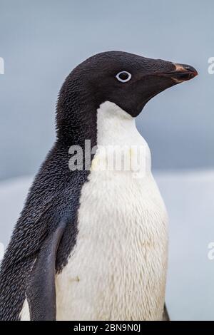 Photo de profil de King Penguin coloré avec arrière-plan flou-2 Banque D'Images