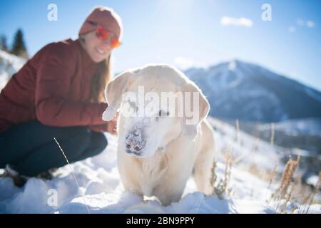 Un laboratoire jaune jouant dans la neige lors d'une promenade près de Sun Valley. Banque D'Images