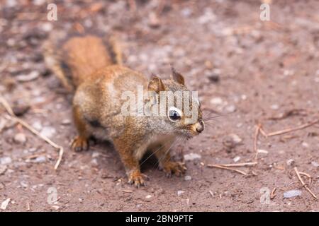 Écureuil roux d'Amérique Tamiasciurus hudsonicus, parc national Banff, Alberta, Canada. Banque D'Images