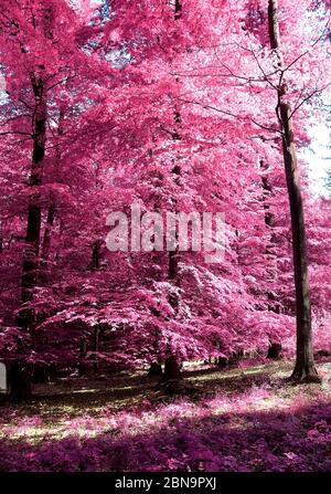 Vue magique dans une forêt infrarouge avec des feuilles pourpres et roses Banque D'Images