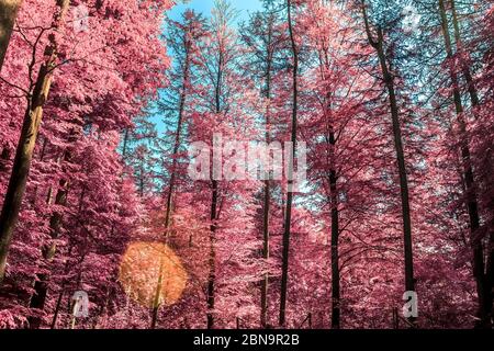 Vue magique dans une forêt infrarouge avec des feuilles pourpres et roses Banque D'Images