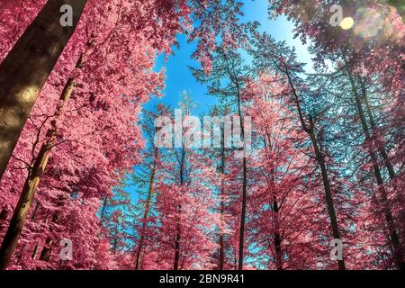 Vue magique dans une forêt infrarouge avec des feuilles pourpres et roses Banque D'Images