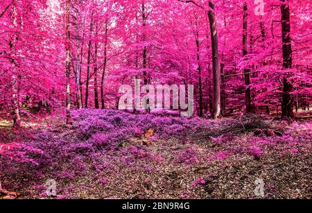 Vue magique dans une forêt infrarouge avec des feuilles pourpres et roses Banque D'Images