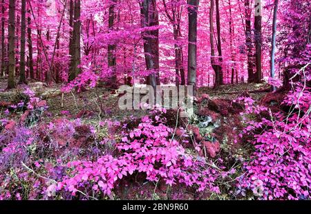 Vue magique dans une forêt infrarouge avec des feuilles pourpres et roses Banque D'Images