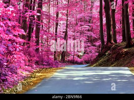 Vue magique dans une forêt infrarouge avec des feuilles pourpres et roses Banque D'Images