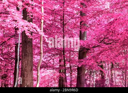 Vue magique dans une forêt infrarouge avec des feuilles pourpres et roses Banque D'Images